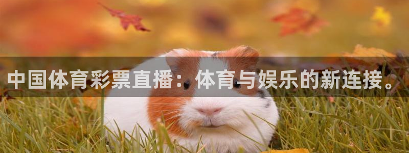 中国体育彩票直播：体育与娱乐的新连接。